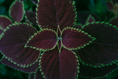 Close-up of leaves