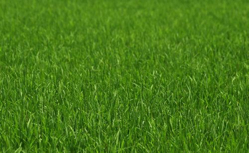 Full frame shot of rice field