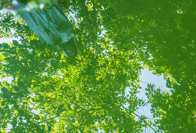 Low angle view of trees