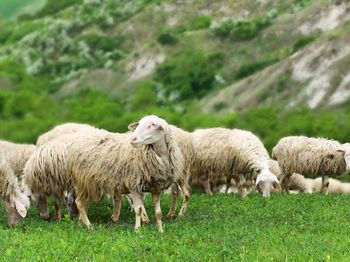 Sheep grazing on field