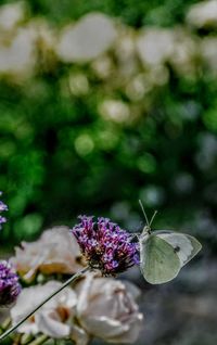 Close-up of butterfly pollinating on flower