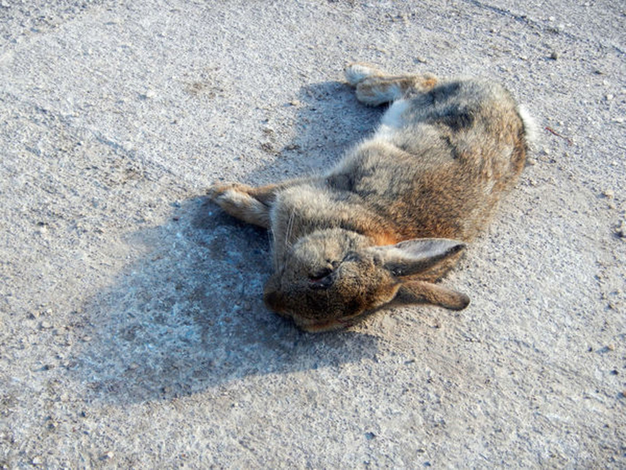 HIGH ANGLE VIEW OF TORTOISE SLEEPING ON ROAD