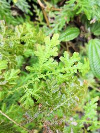 Close-up of fresh green plants