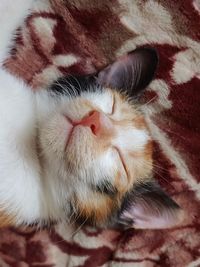 Close-up of cat sleeping