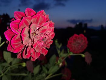 Close-up of pink rose flower in park