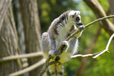 Portrait of a catta lemur