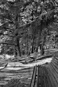 Road amidst trees