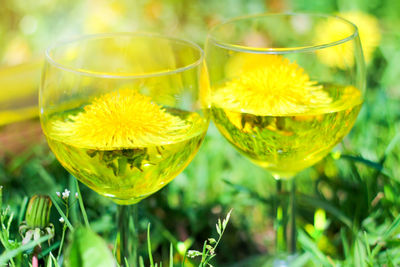 Two glasses of dandelion drink. dandelion meadow, romantic summer background.