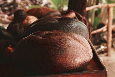 Close-up of fruits