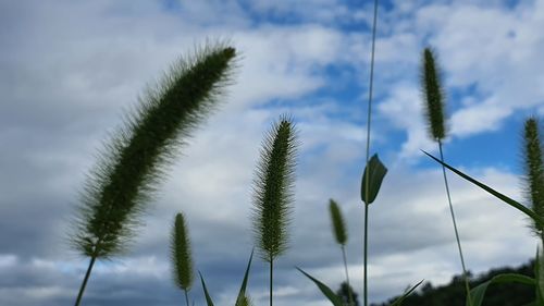 Low angle view of flowering plants against sky