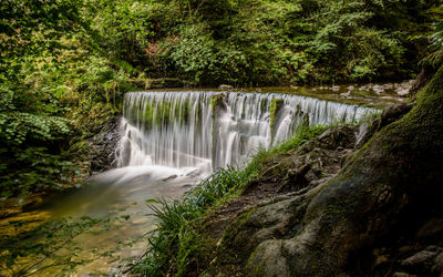 Scenic view of waterfall in forest