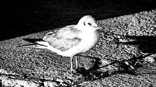 Close-up of birds