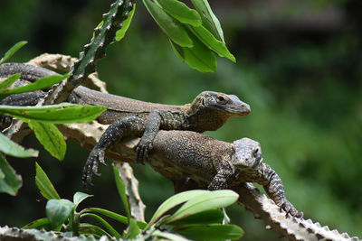 Close-up of lizard on tree