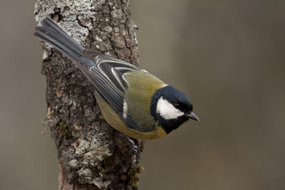 Close-up of bird perching on tree trunk