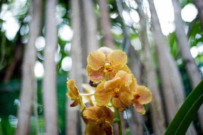 Close-up of yellow flower