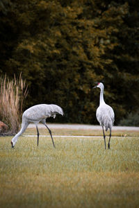 Sandhill Cranes