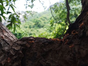 Close-up of tree trunk