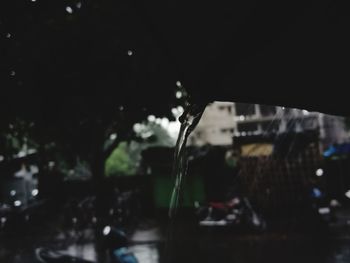 Close-up of wet plant in city at night