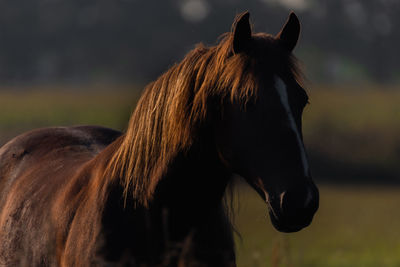 Horse in the field