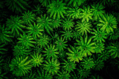 Close-up of fresh green plants