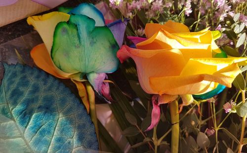 Close-up of multi colored flowers blooming outdoors