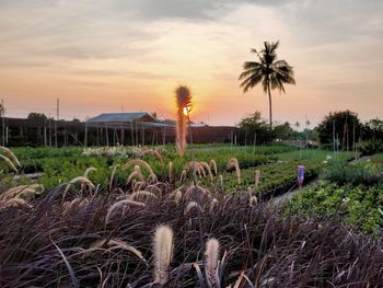 Plants growing on field against sky during sunset