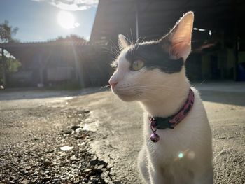 Close-up of a cat looking away