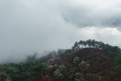 Trees on mountain against sky