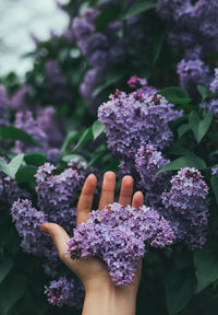 Cropped hand touching purple lilacs blooming outdoors