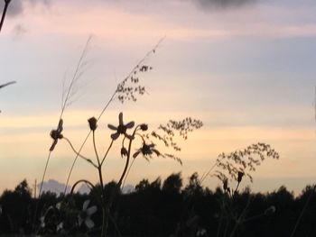 Silhouette plants against sky during sunset