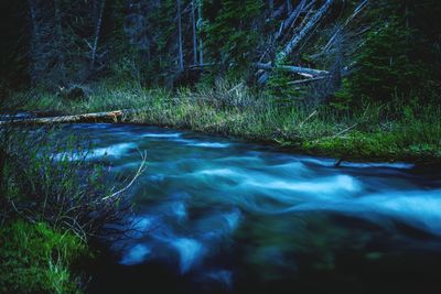 River amidst trees in forest