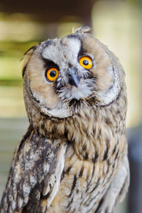 Close-up portrait of owl