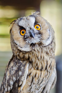 Little curious grey owl, close up portrait