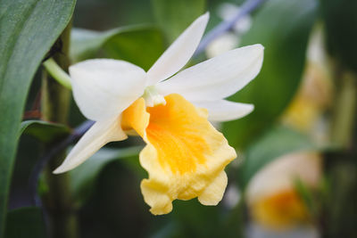 Close-up of white flower