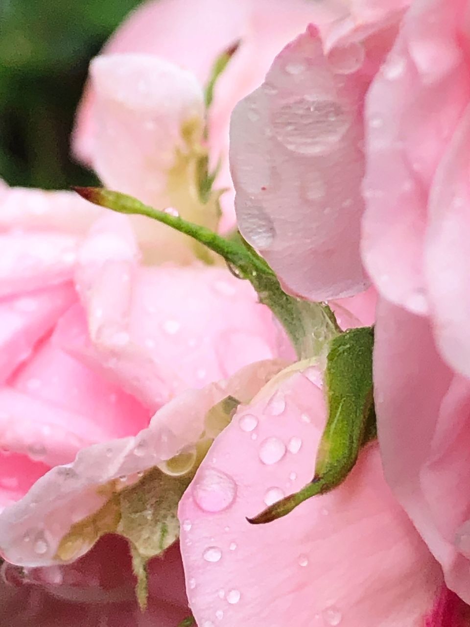 CLOSE-UP OF WET PINK ROSES