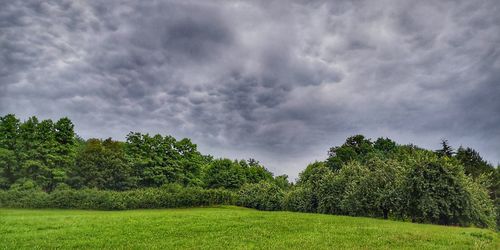 Trees on field against sky