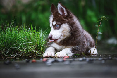 Close-up of dog looking away