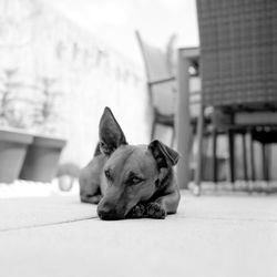 Close-up of a dog looking away