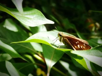 Close-up of insect on leaf