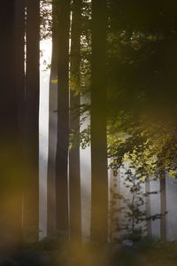 Dawn in a beech forest