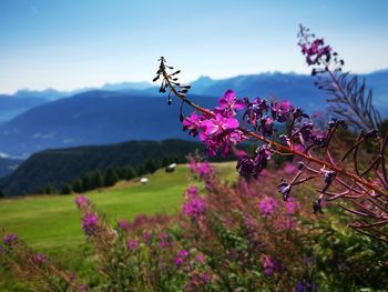 Close-up of pink flowering plants on field against sky