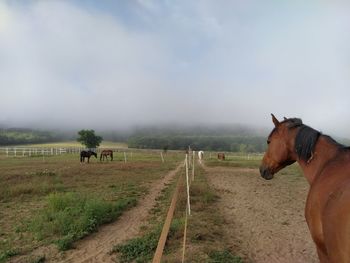 Horses in a field