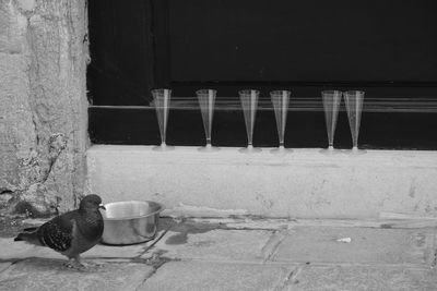 View of birds against wall