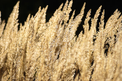 Close-up of fresh plants on field