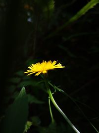 Close-up of yellow flowering plant