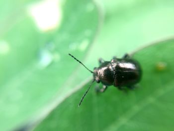 Close-up of insect