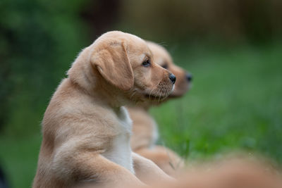 Close-up of puppies looking away