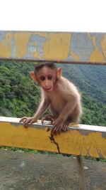 Portrait of monkey sitting on retaining wall