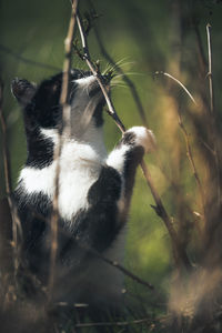 Close-up of cat