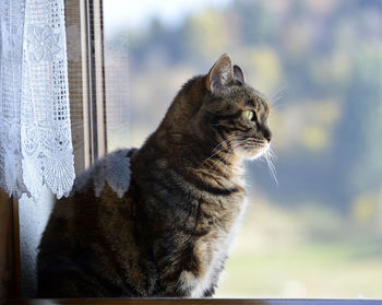 Close-up of cat